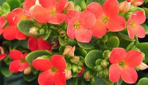 Kalanchoe utilisé pour traiter la prostatite chronique