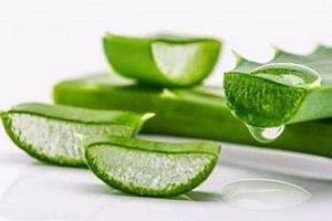 Aloe utilisé pour traiter la prostatite